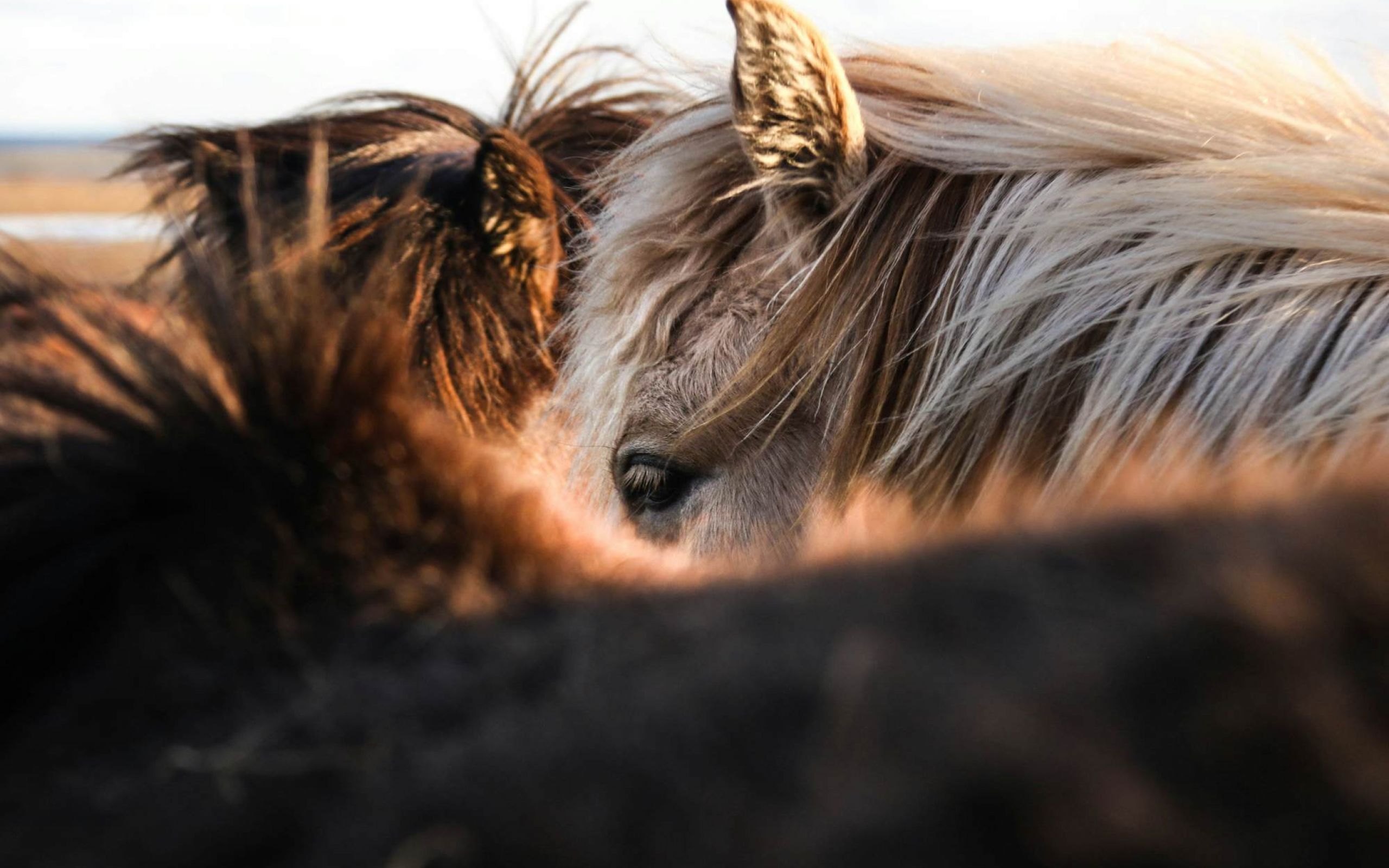 Close-up of a horse near Ryder Ridge, capturing the rustic charm and natural spirit of Texas living.