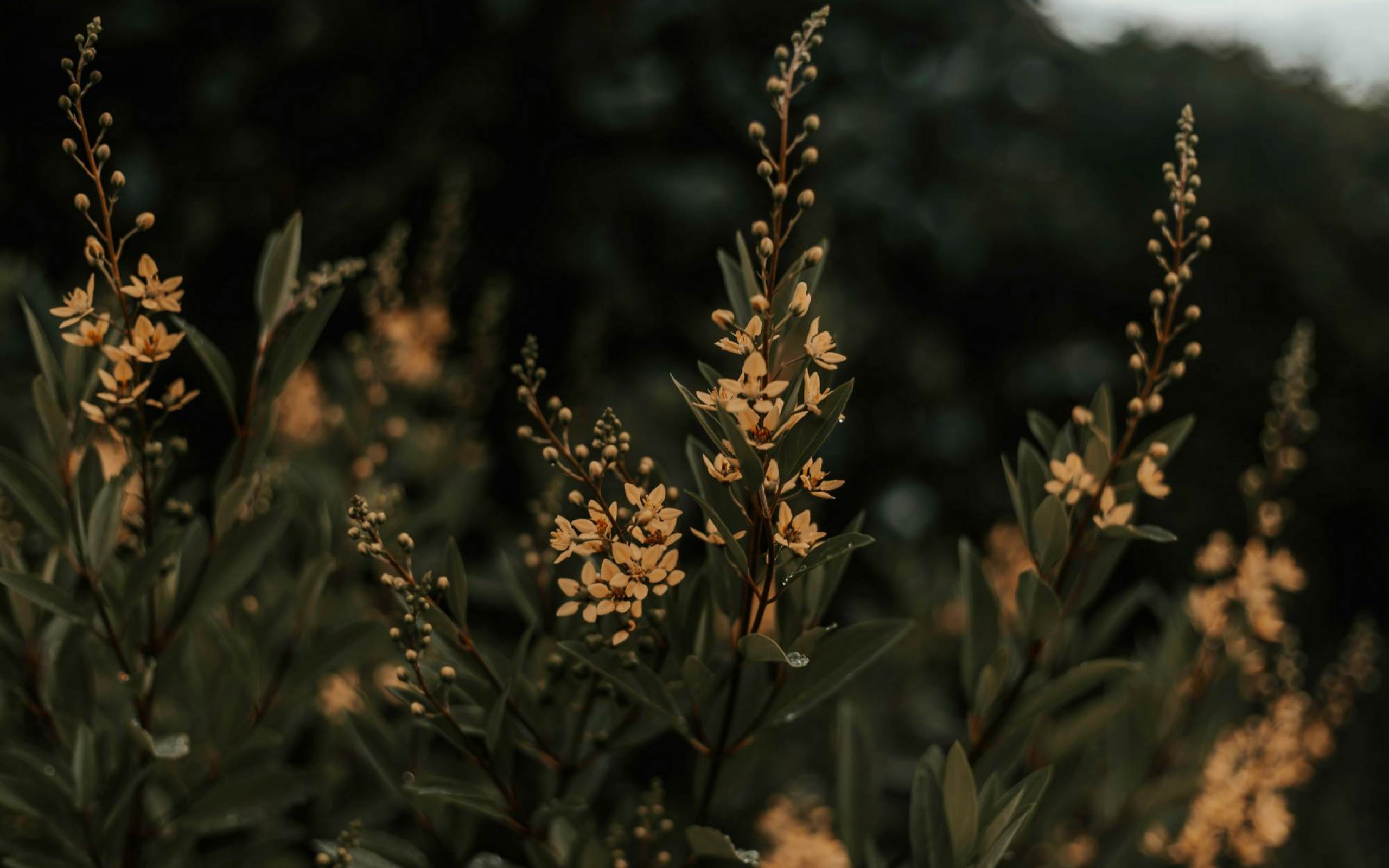 Close-up of native Texas wildflowers near Ryder Ridge, capturing the community’s natural and rustic surroundings.